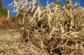 Brotbacken in Törbel - Freilichtmuseum Urchigs Terbil