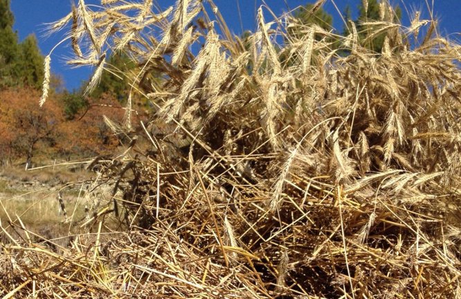 Stadel in Törbel - Freilichtmuseum Urchigs Terbil